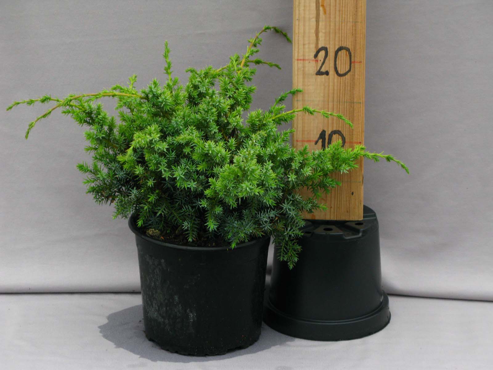 Juniperus chinensis 'Blue Alps' - C3, 20-30