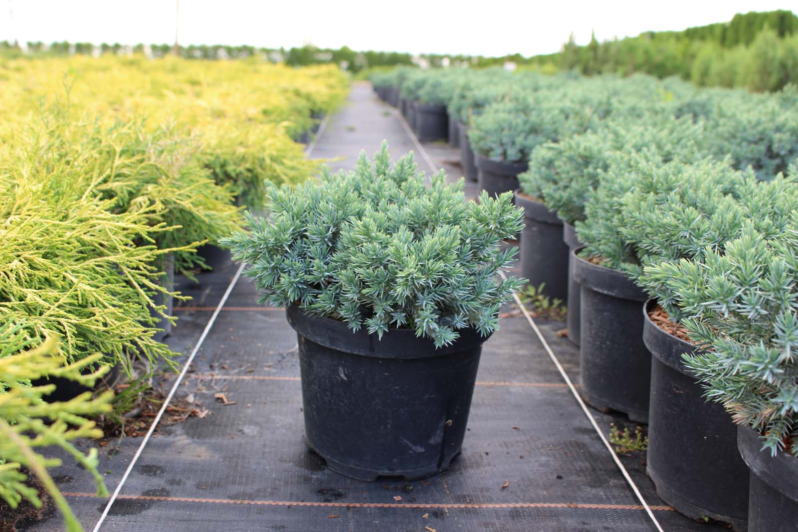 Juniperus squamata 'Blue Star' - C3, 15-25