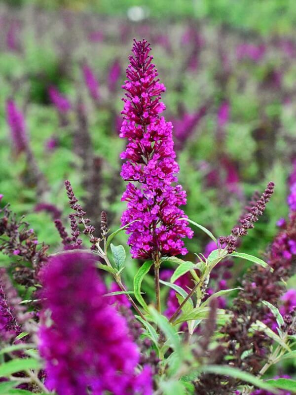 Buddleja davidii BUTTERFLY TOWER MAGENTA 'Tobud1305' - C2, 30-40