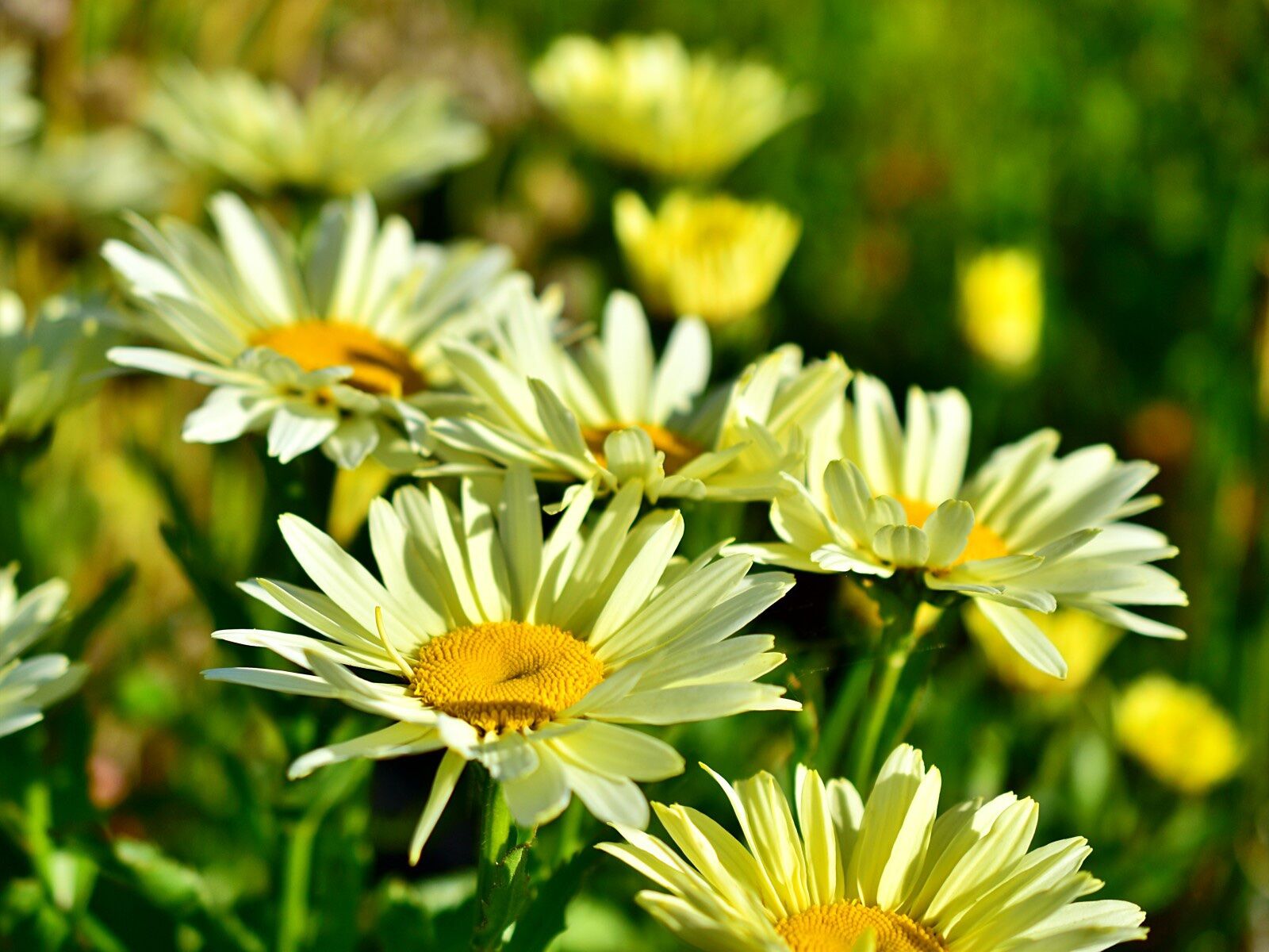 Leucanthemum maximum 'Banana Cream' - C2