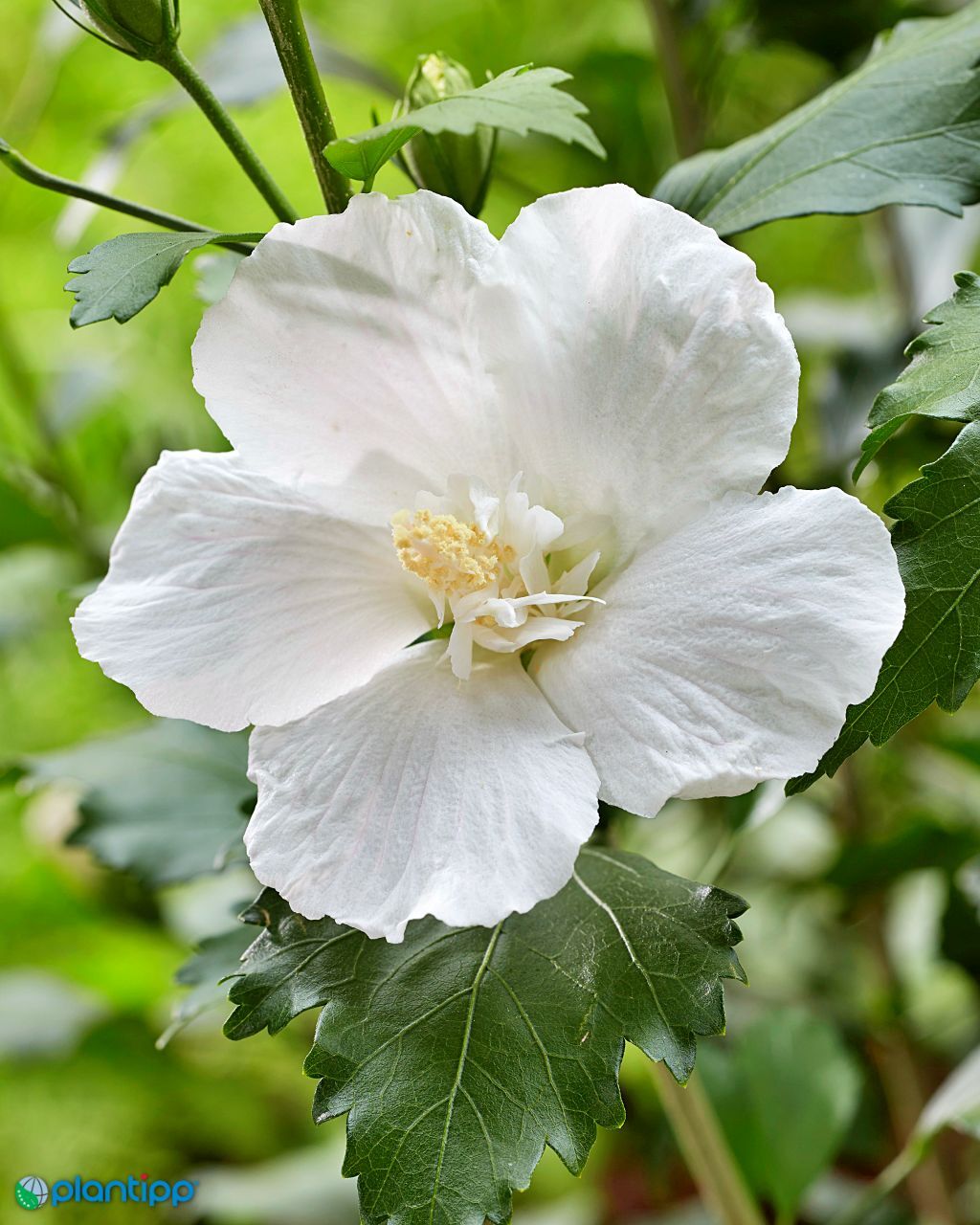 Hibiscus syriacus FLOWER TOWER WHITE 'Gandini van Aart' PBR - C2, 50-60