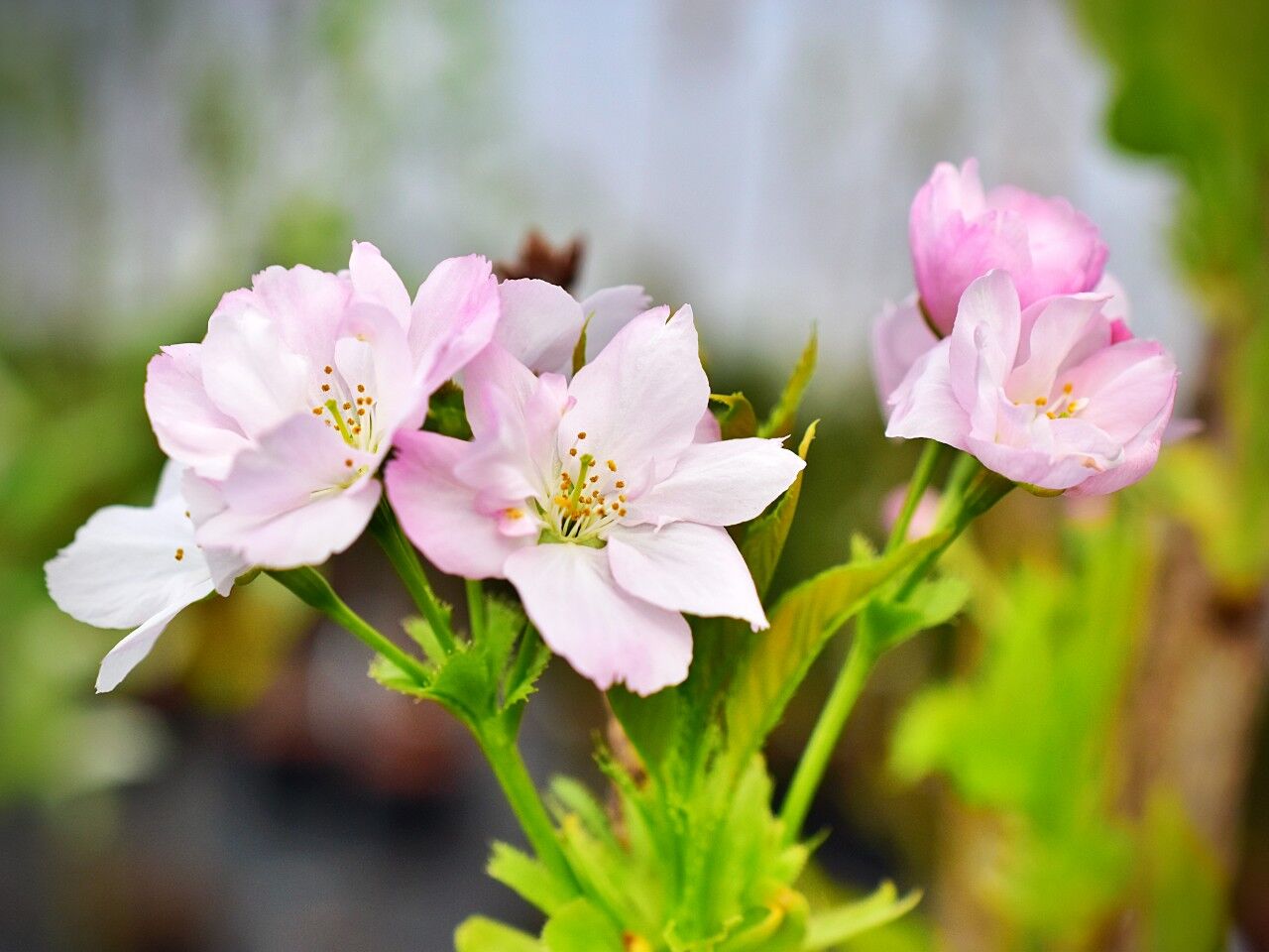 Prunus serrulata 'Amanogawa' - C10, Pa 140-160 4-6