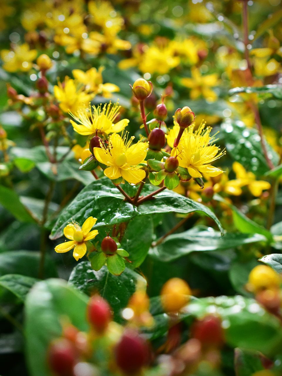 Hypericum ×inodorum 'Excellent Flair' - C2, 30-40