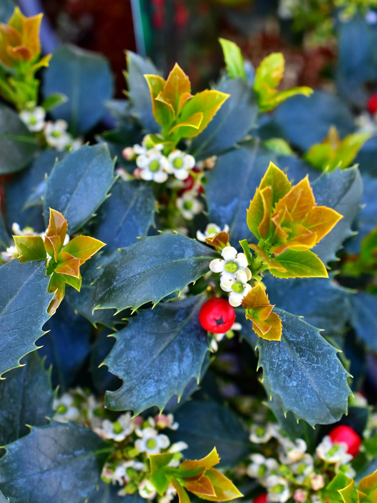 Ilex ×meserveae HECKENFEE 'Hachfee' PBR - C3, 20-30