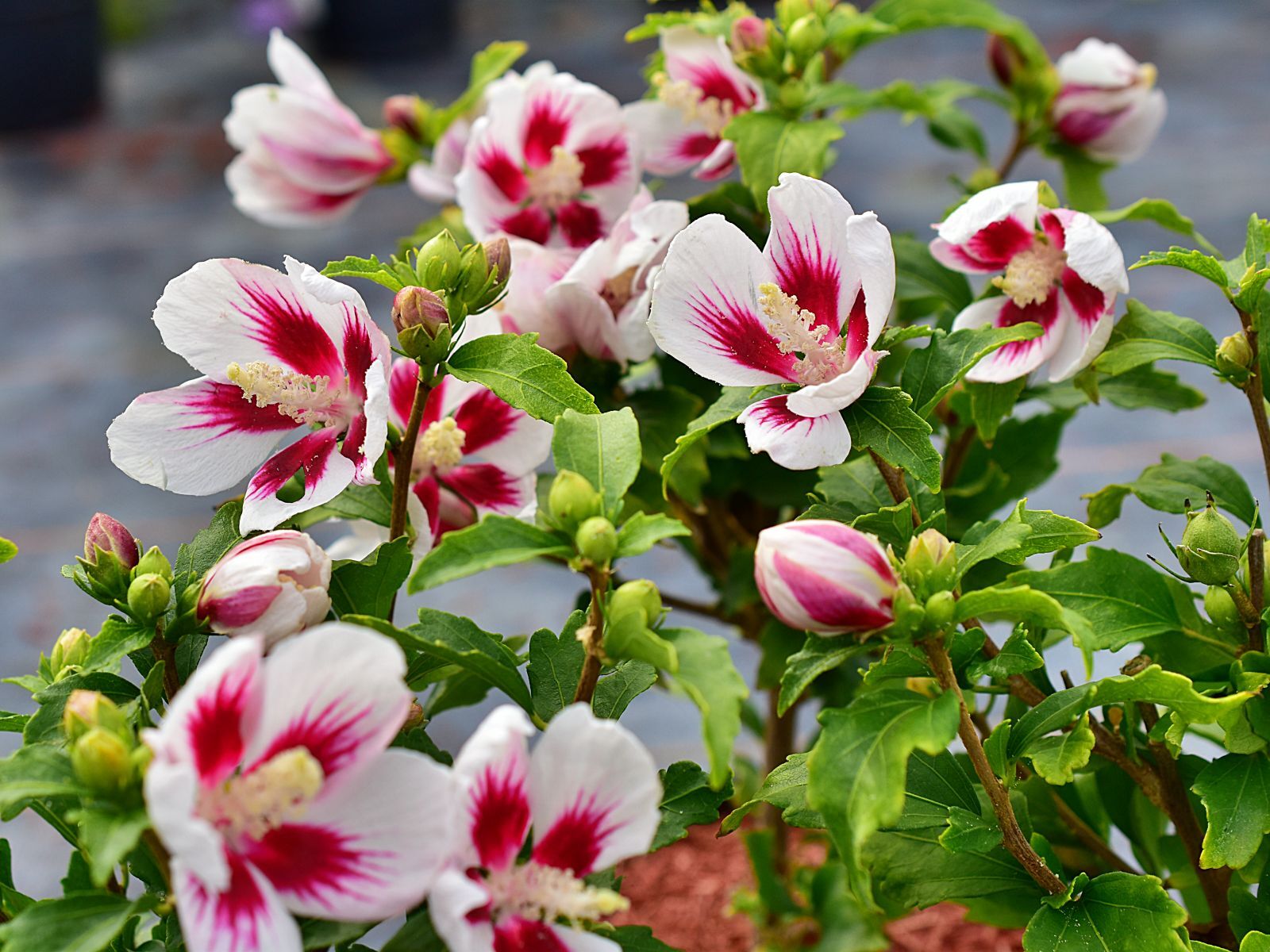 Hibiscus syriacus LITTLE LEGENDS WHITE 'Woojeon' PBR - C2, 30-40