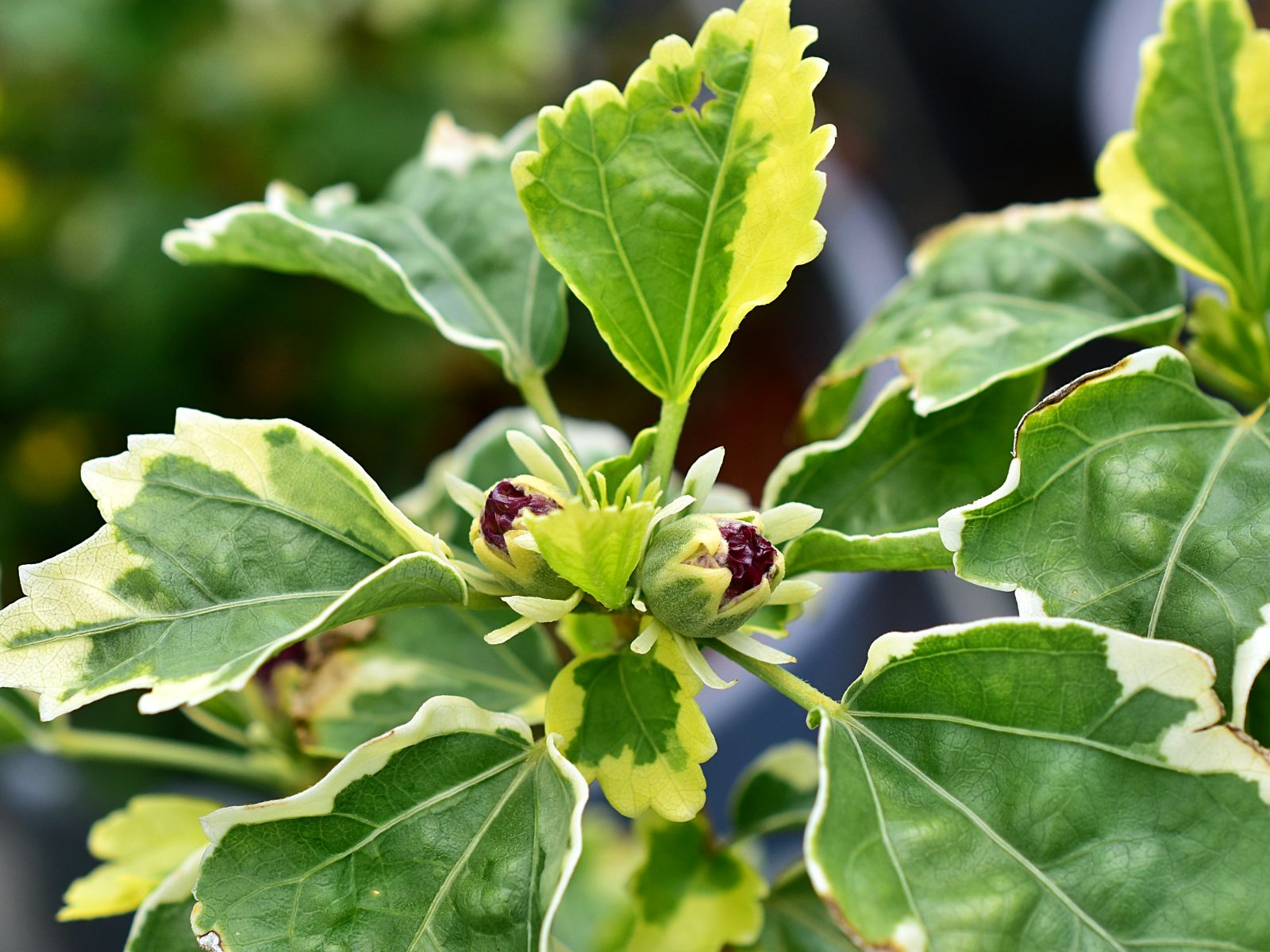 Hibiscus syriacus 'Purpureus Variegatus' - C2, 20-30