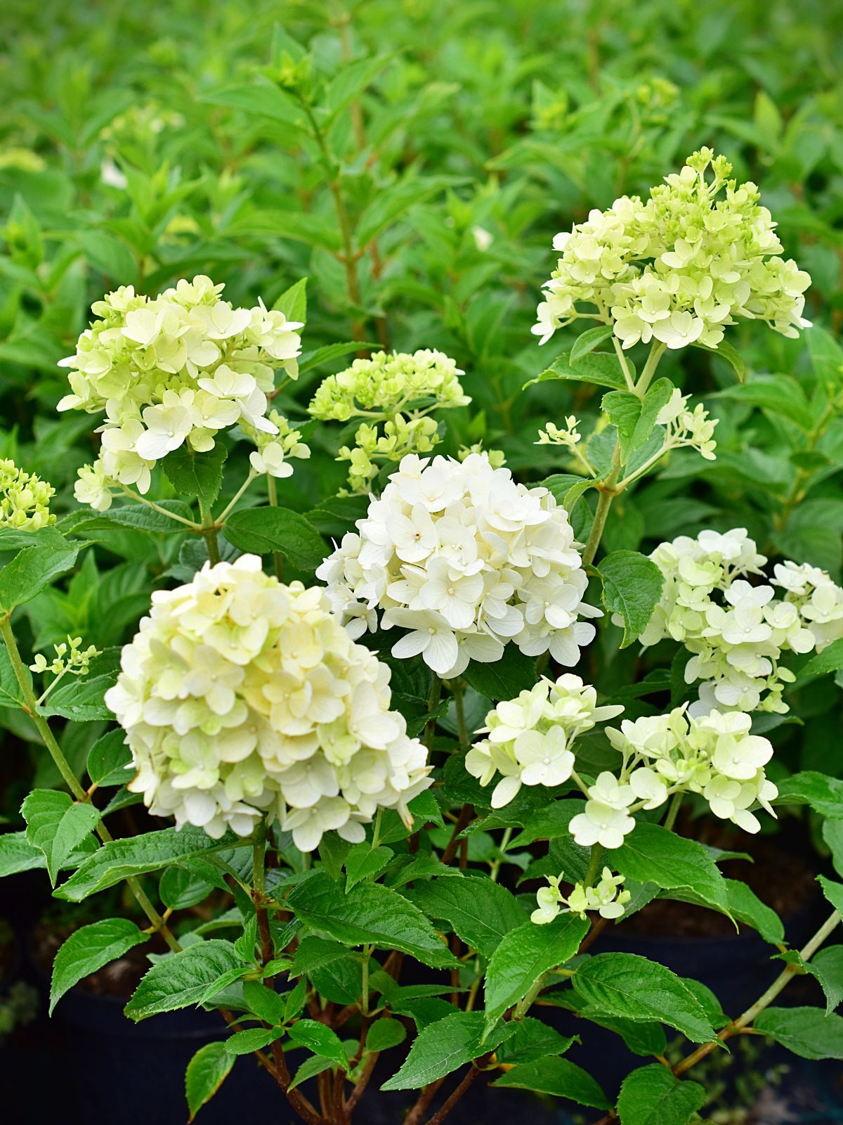 Hydrangea paniculata Petite® Cherry 'Couharie' - C5, 30-40