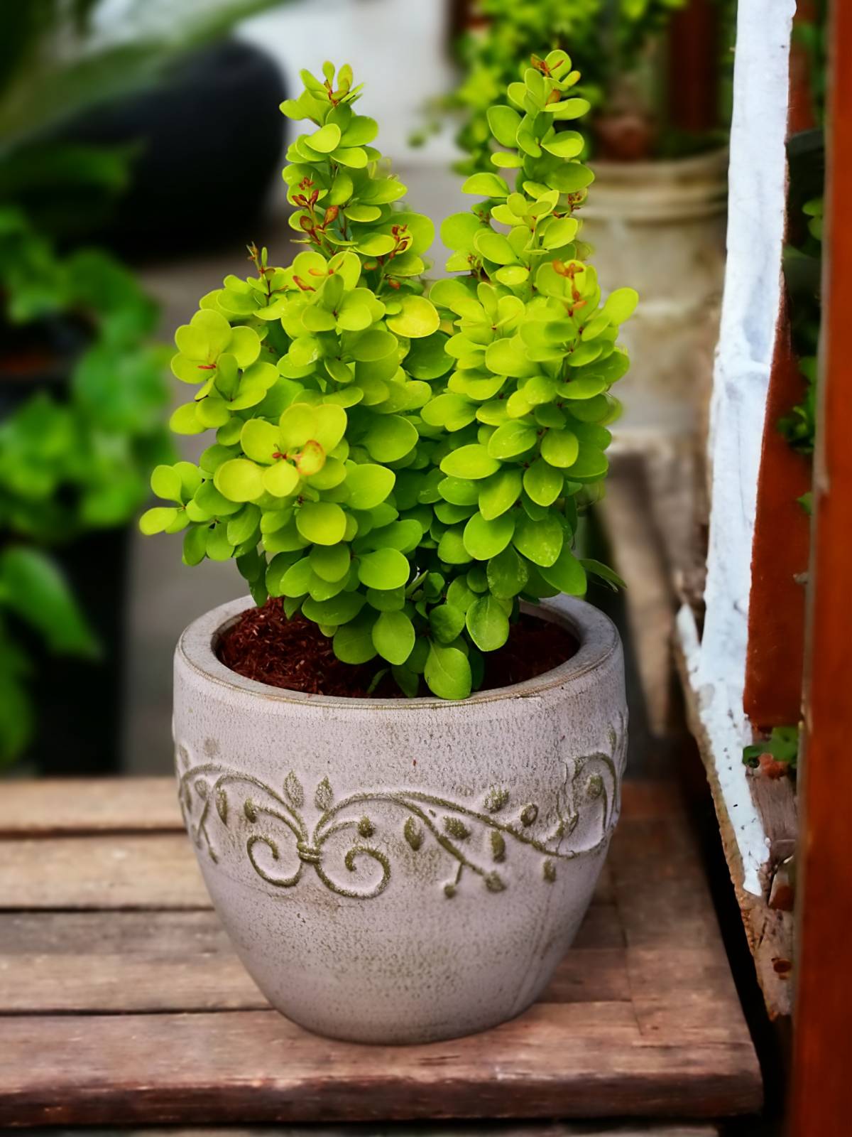Berberis thunbergii 'Neon Gold' - C2, 20-30