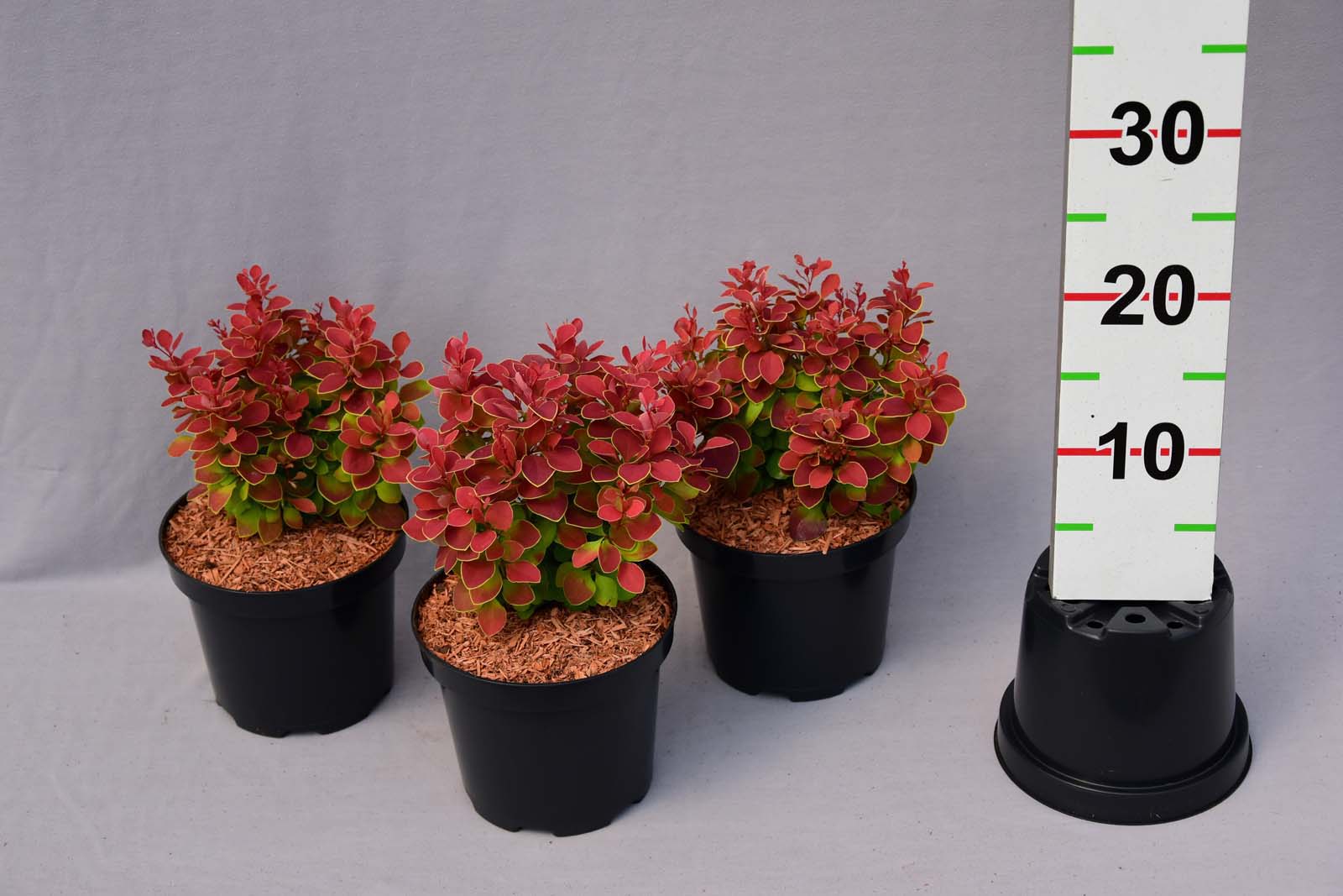 Berberis thunbergii 'Ruby Star' PBR - C2, 15-25