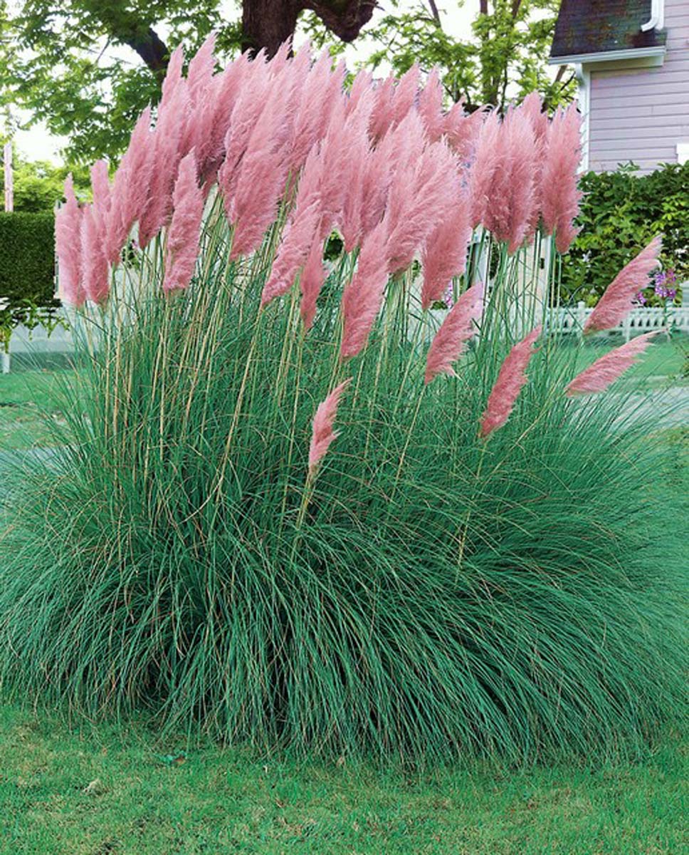 Cortaderia selloana 'Rose Plume' - C2