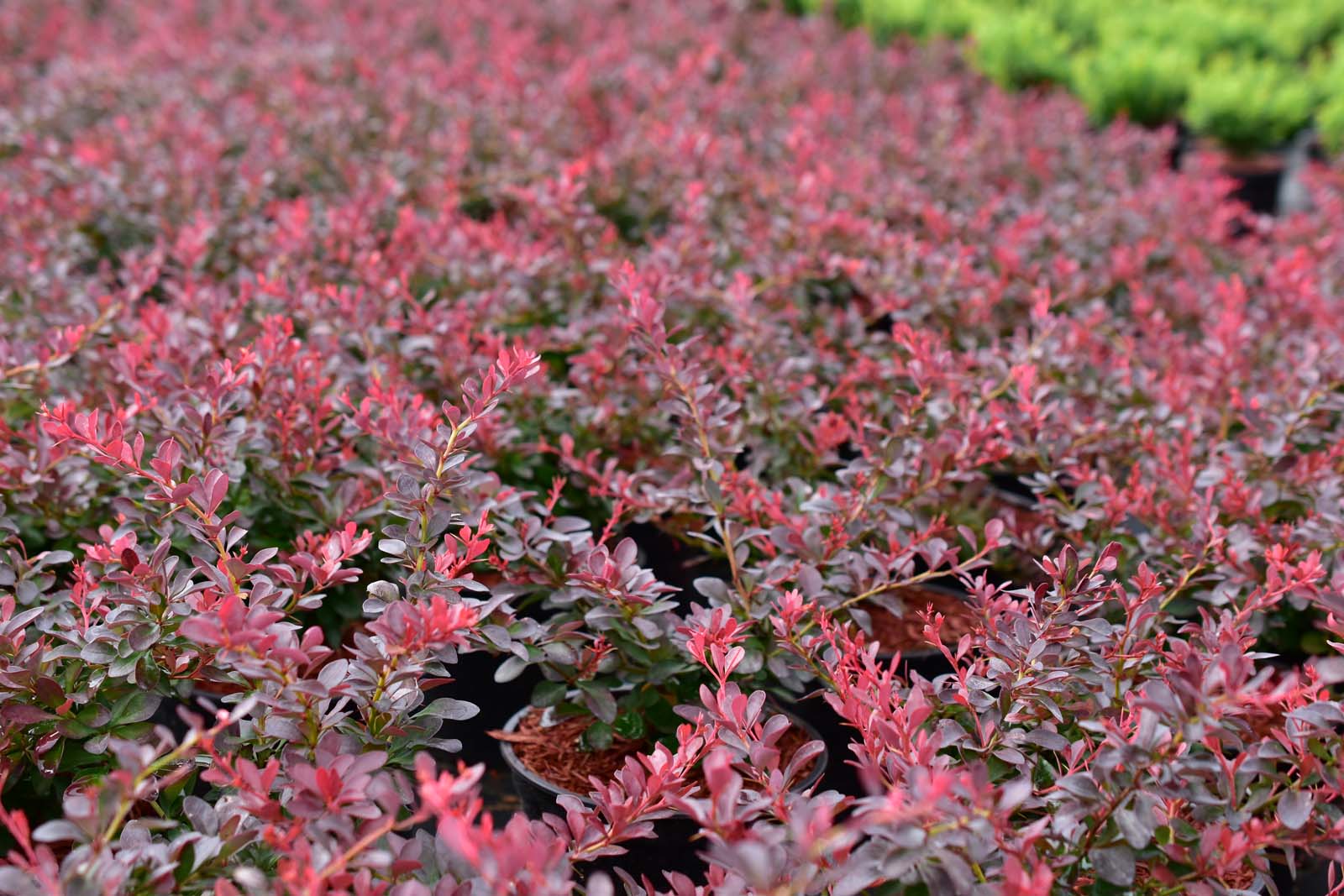 Berberis thunbergii 'Atropurpurea Nana' - C2, 20-30