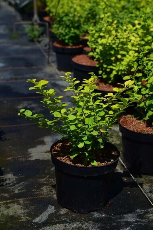 Berberis thunbergii 'Aurea' - C2, 20-30