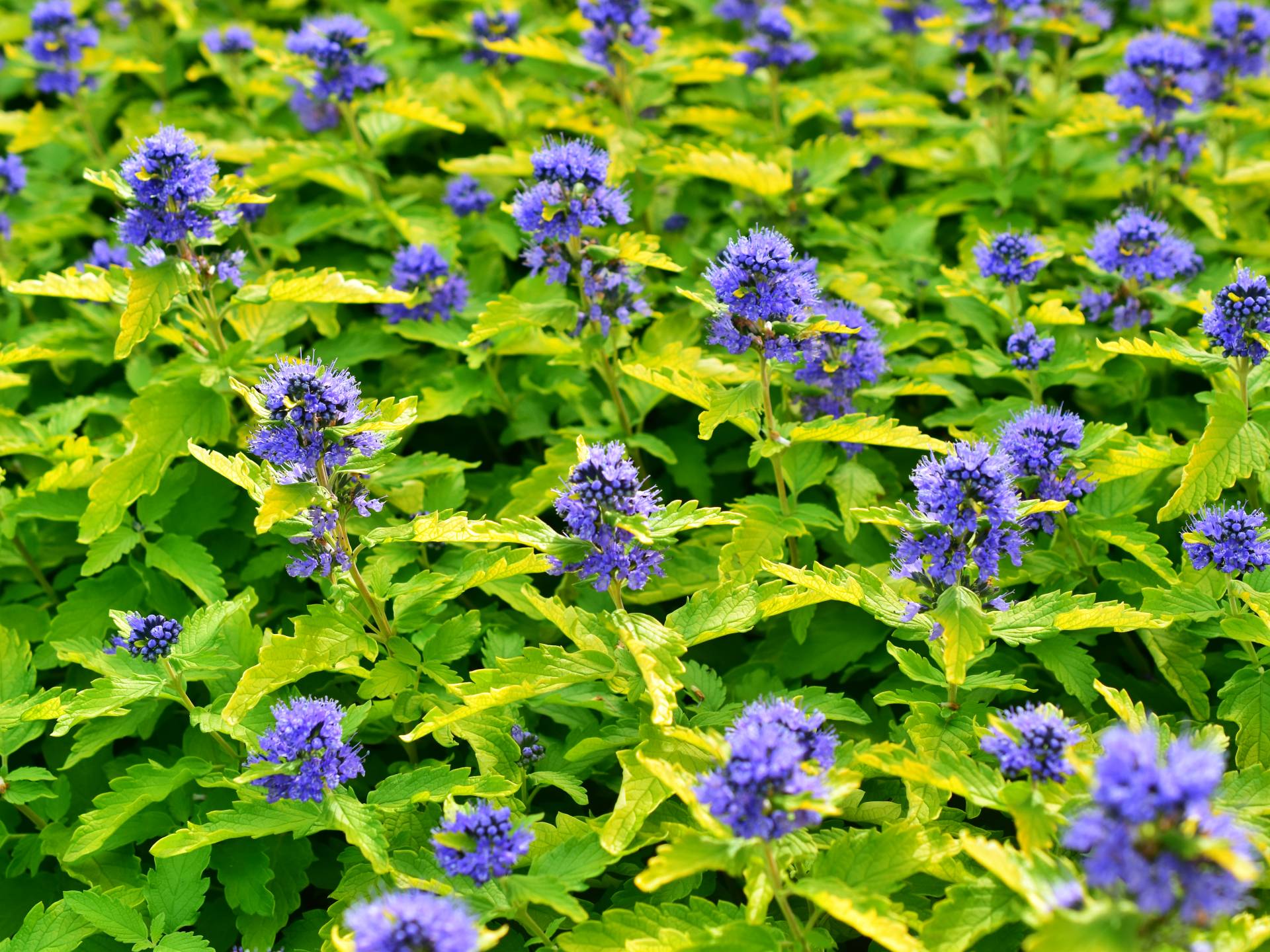 Caryopteris ×clandonensis HINT OF GOLD 'Lisaura' - C5, 40-60