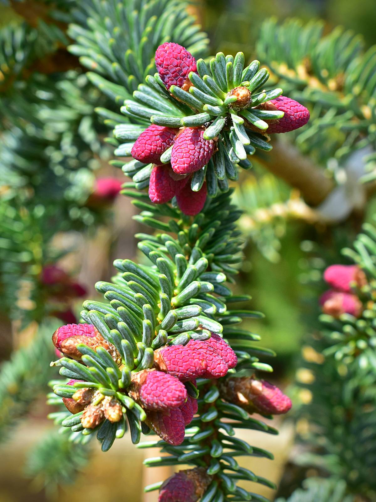 Abies pinsapo 'Kelleriis' - C5, 20-30