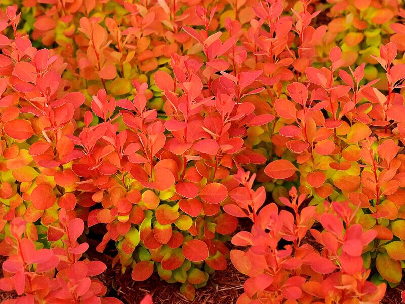 Berberis thunbergii 'Orange Ice' PBR - C2, 20-30 - obrazek 3