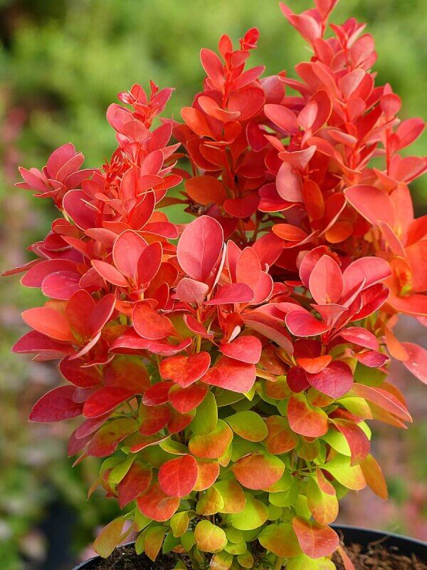 Berberis thunbergii 'Orange Ice' PBR - C2, 20-30 - obrazek 2