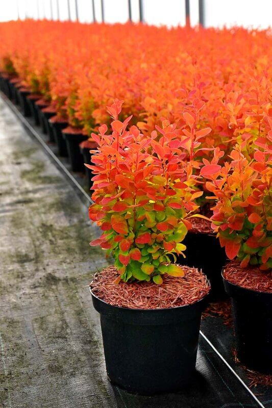 Berberis thunbergii 'Orange Ice' PBR - C2, 20-30 - obrazek 4