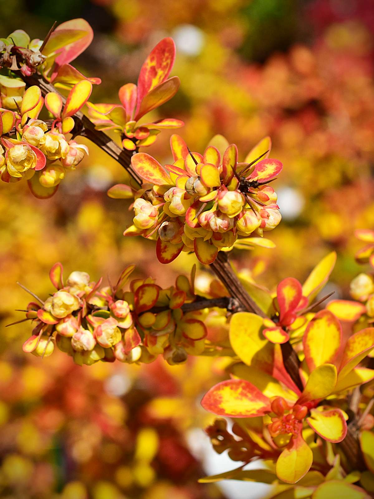 Berberis thunbergii 'Diabolicum' - C2, 15-20 - obrazek 2