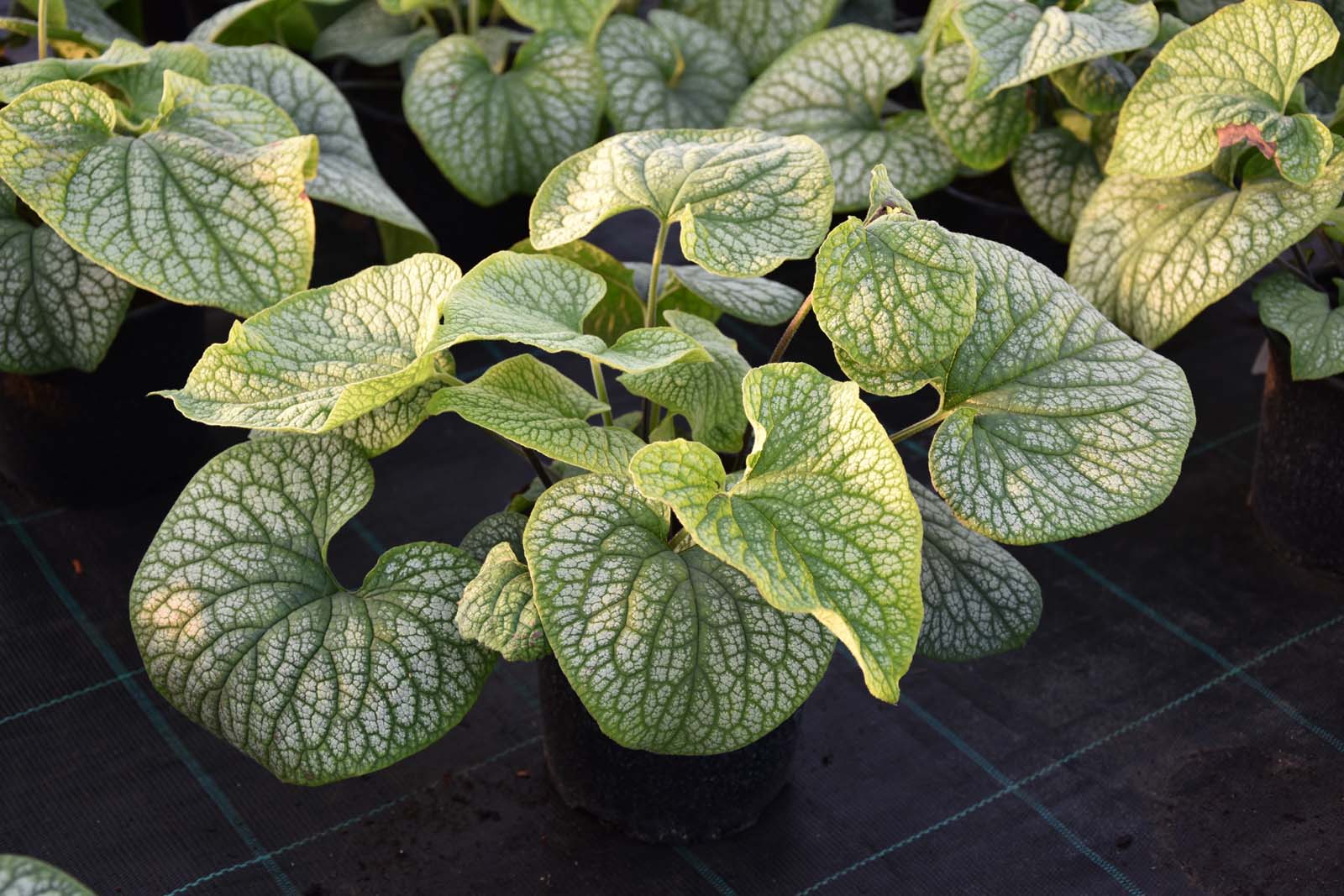 Brunnera macrophylla 'Sea Heart' - C2