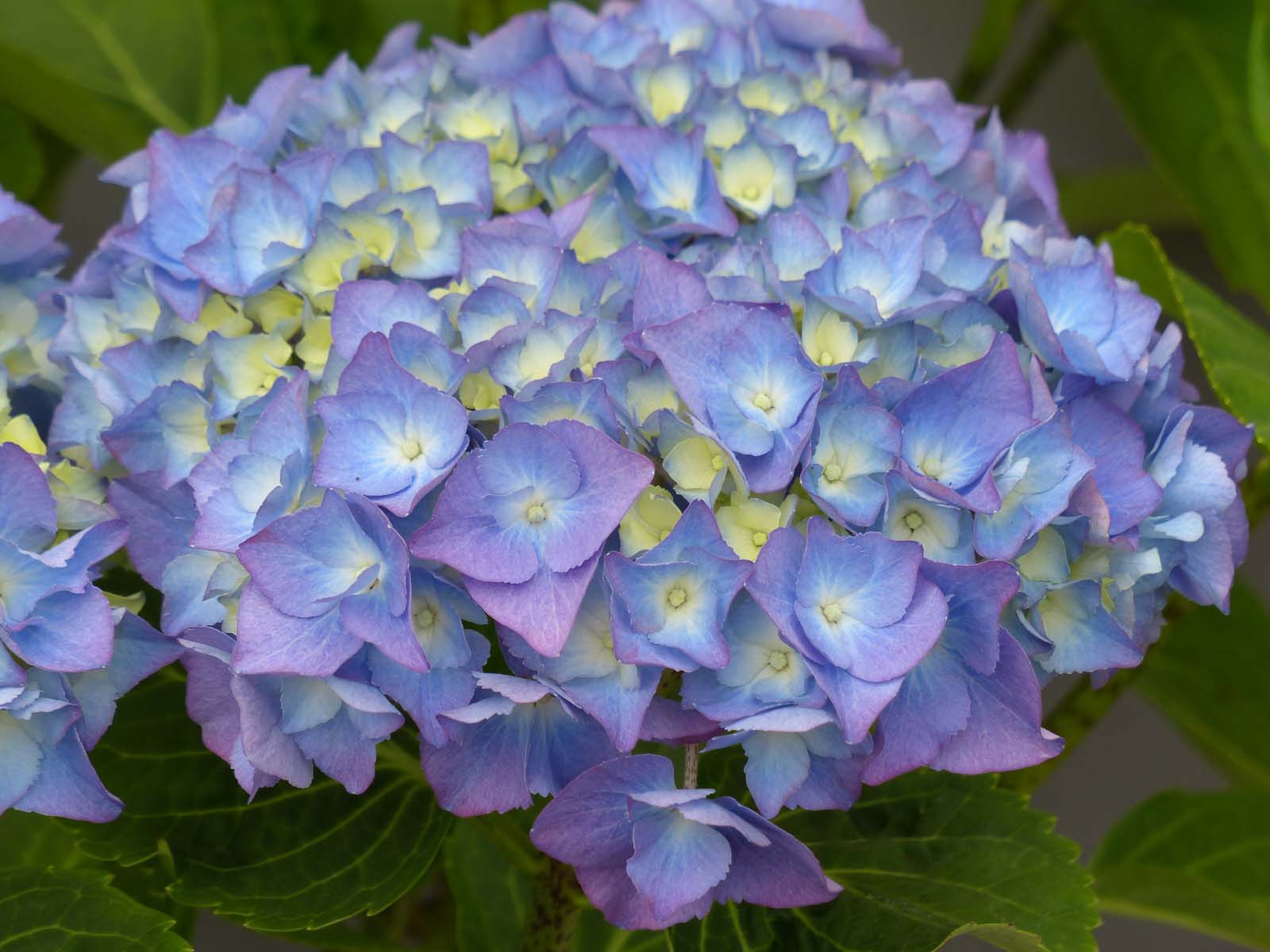 Hydrangea macrophylla 'Nikko Blue' - C3, 20-30
