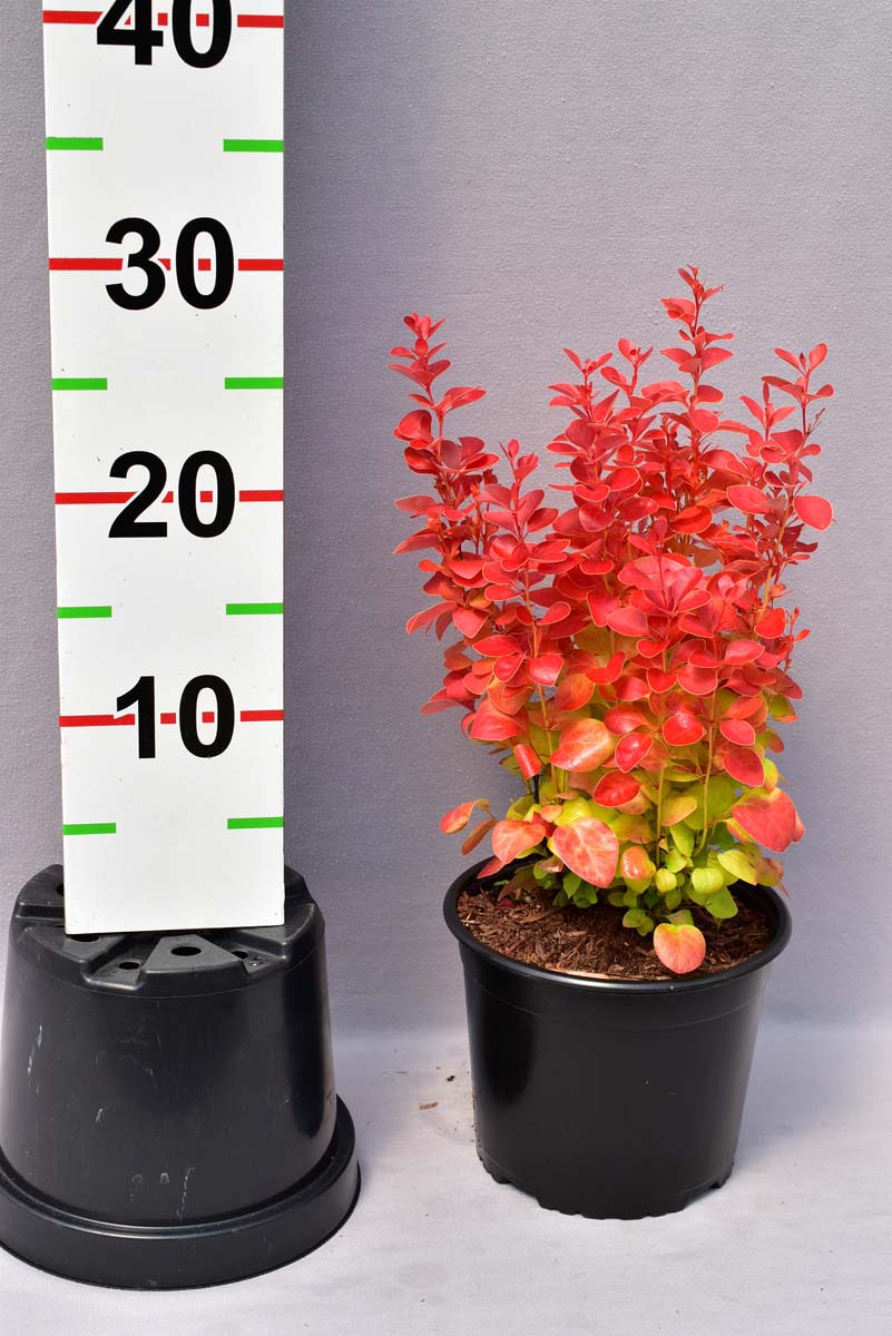 Berberis thunbergii 'Orange Ice' PBR - C2, 20-30