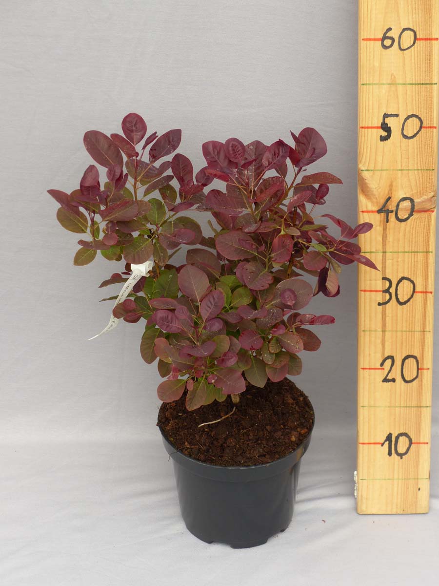 Cotinus coggygria Rubrifolius Group (C. coggygria 'Foliis Purpureis') - C3, 40-60