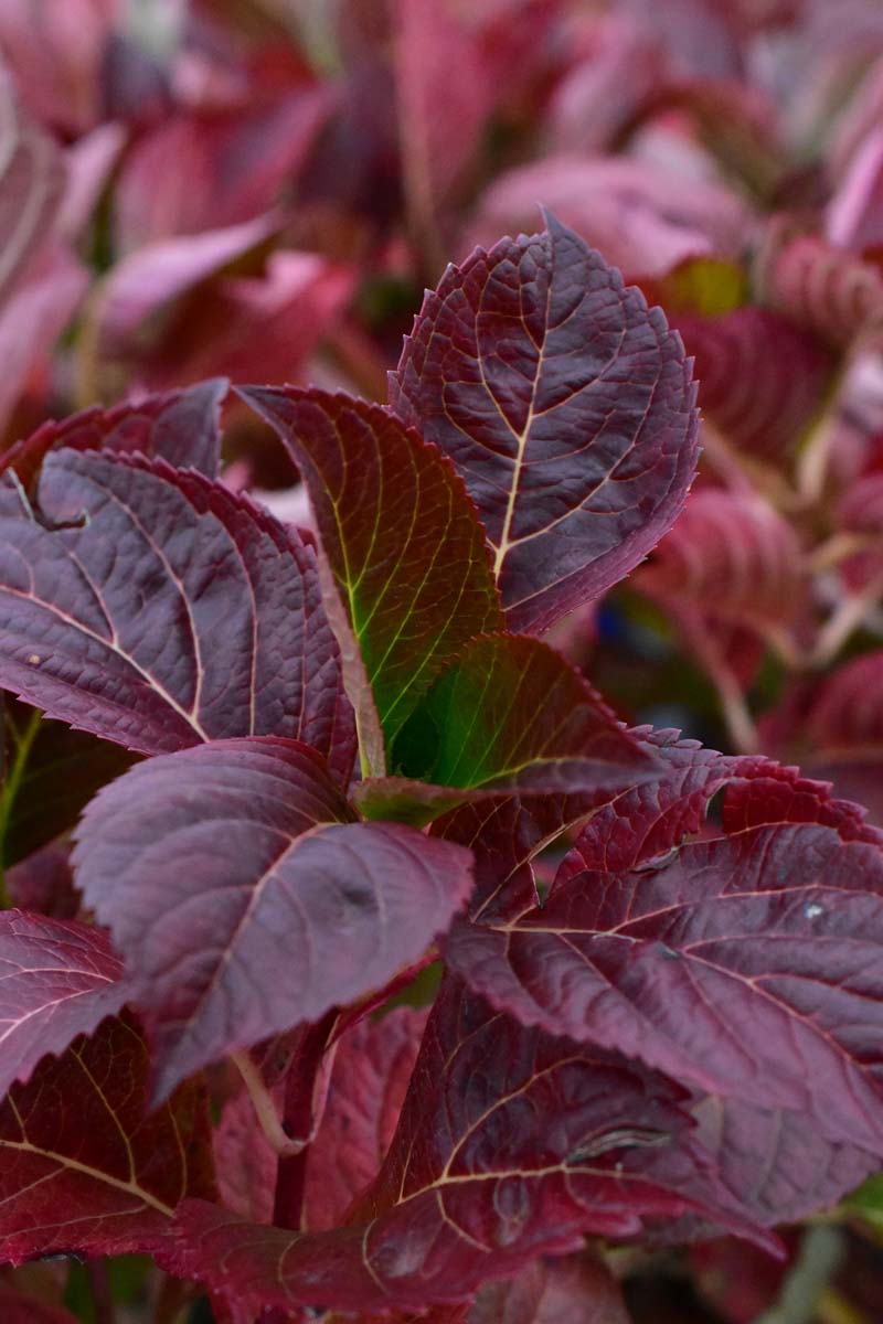 Hydrangea macrophylla 'Nikko Blue' - C3, 20-30 - obrazek 2