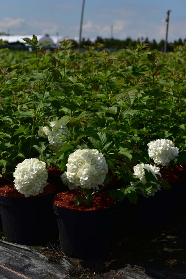 Viburnum opulus 'Pohjan Neito' - C3, 20-30 - obrazek 2