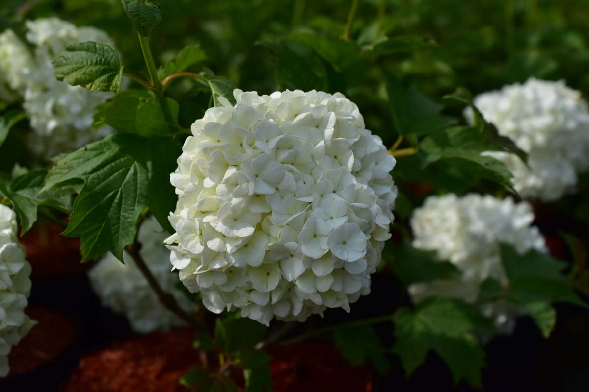 Viburnum opulus 'Pohjan Neito' - C3, 20-30