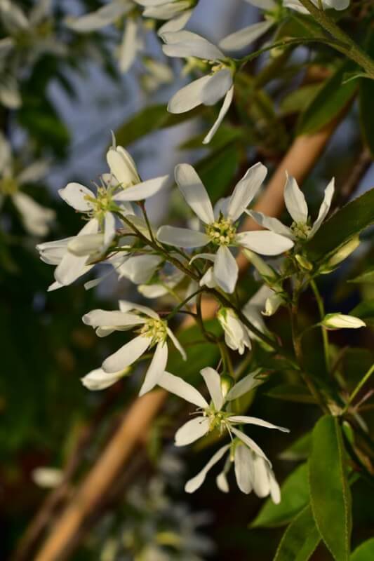 Amelanchier canadensis 'Prince William' - C3, 30-40
