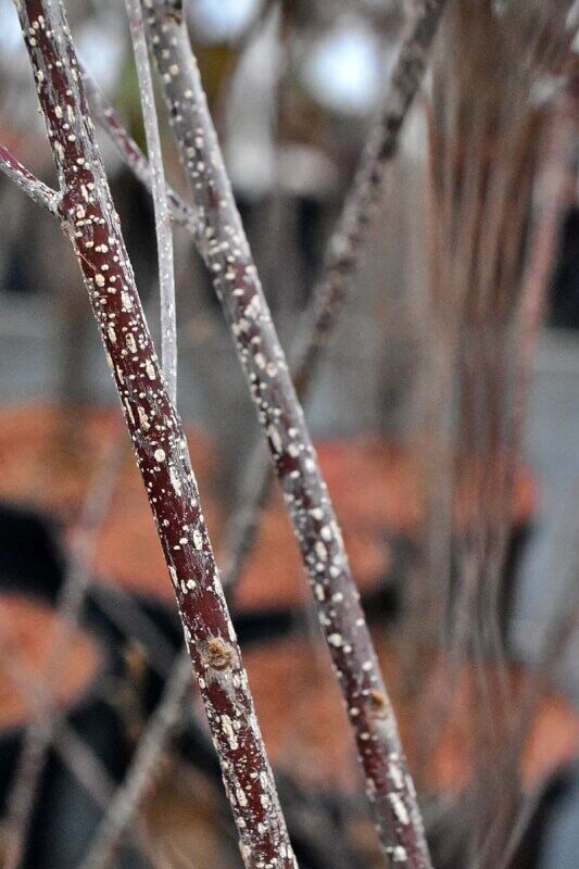 Rhamnus frangula 'Asplenifolia' - C3, 60-80