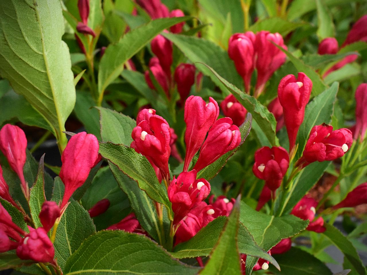 Weigela ALL SUMMER RED 'Slingco1' PBR - C2, 20-30