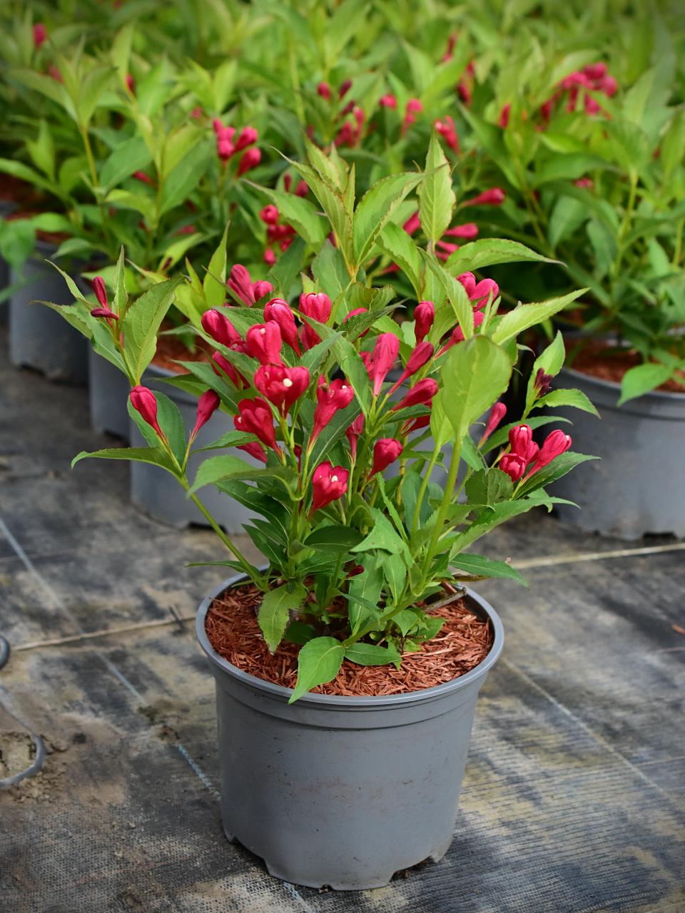 Weigela ALL SUMMER RED 'Slingco1' PBR - C2, 20-30 - obrazek 2