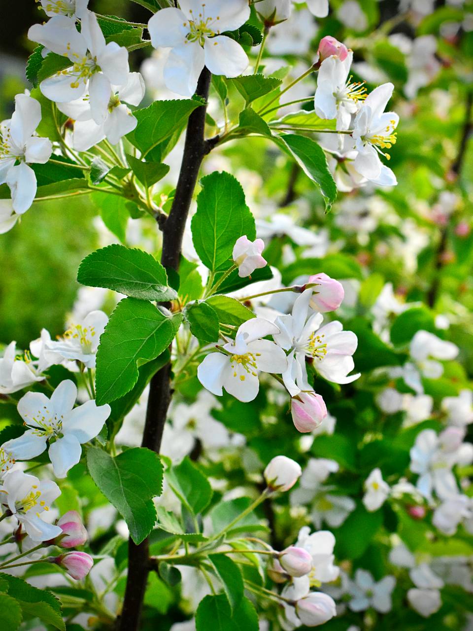 Malus 'Wintergold' - C5, 100-120 - obrazek 2