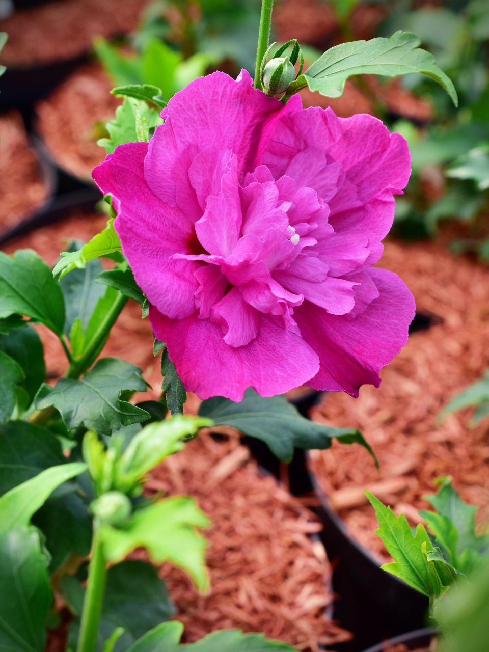 Hibiscus syriacus PURPLE RUFFLES 'Sanchonyo' - C2, 15-20