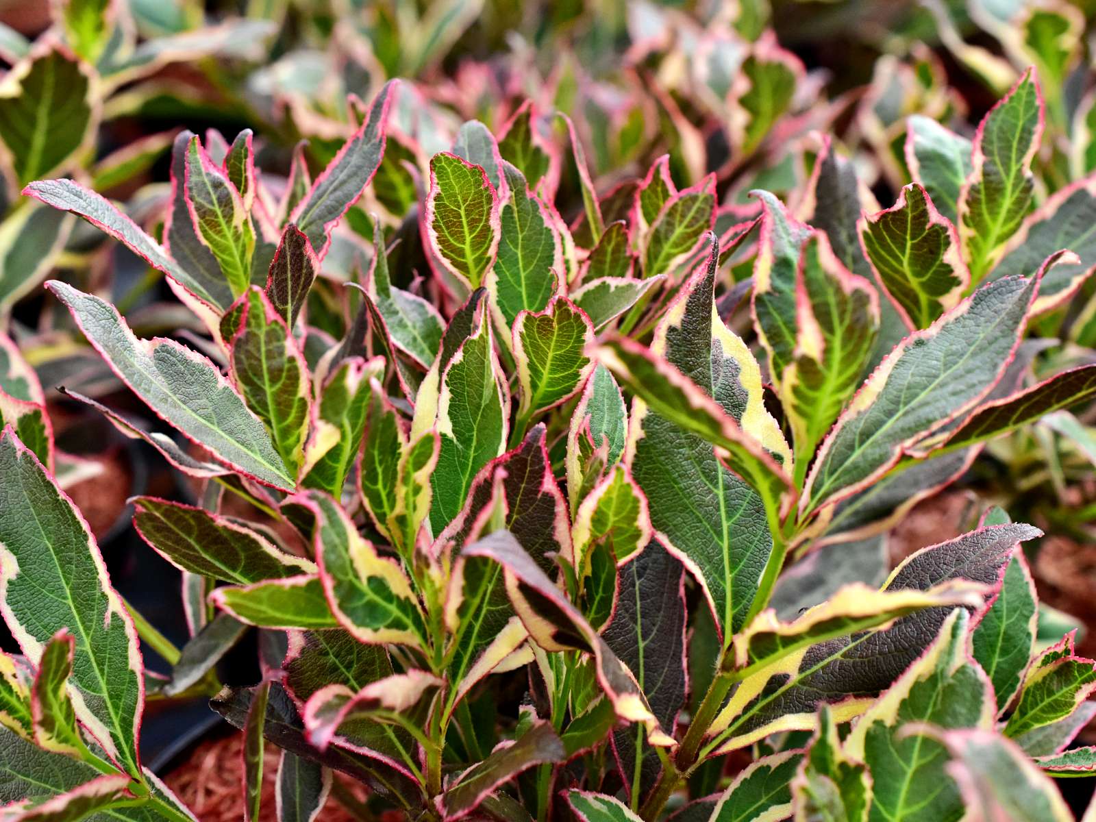 Weigela ALL SUMMER PEACH 'Slingpink' PBR - C2, 20-30