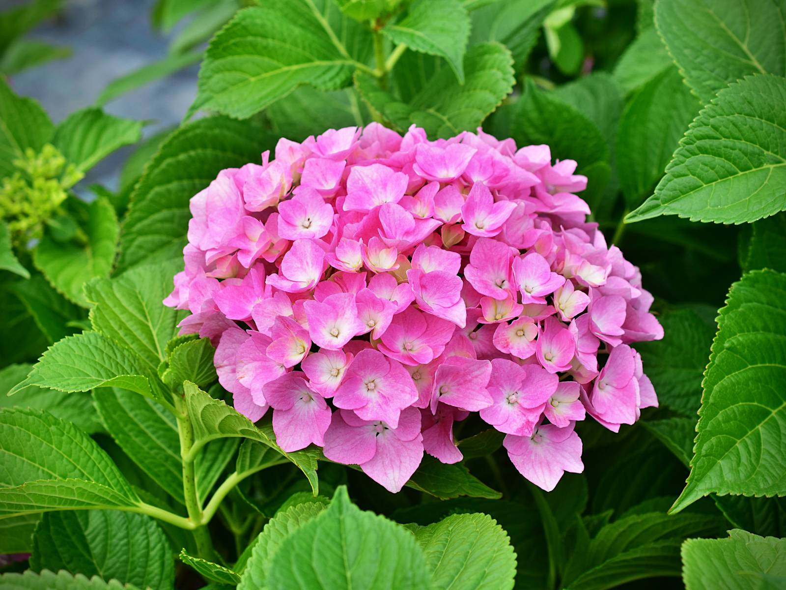 Hydrangea macrophylla BELLE SEDUCTION® 'Bodalan' - C5, 30-40