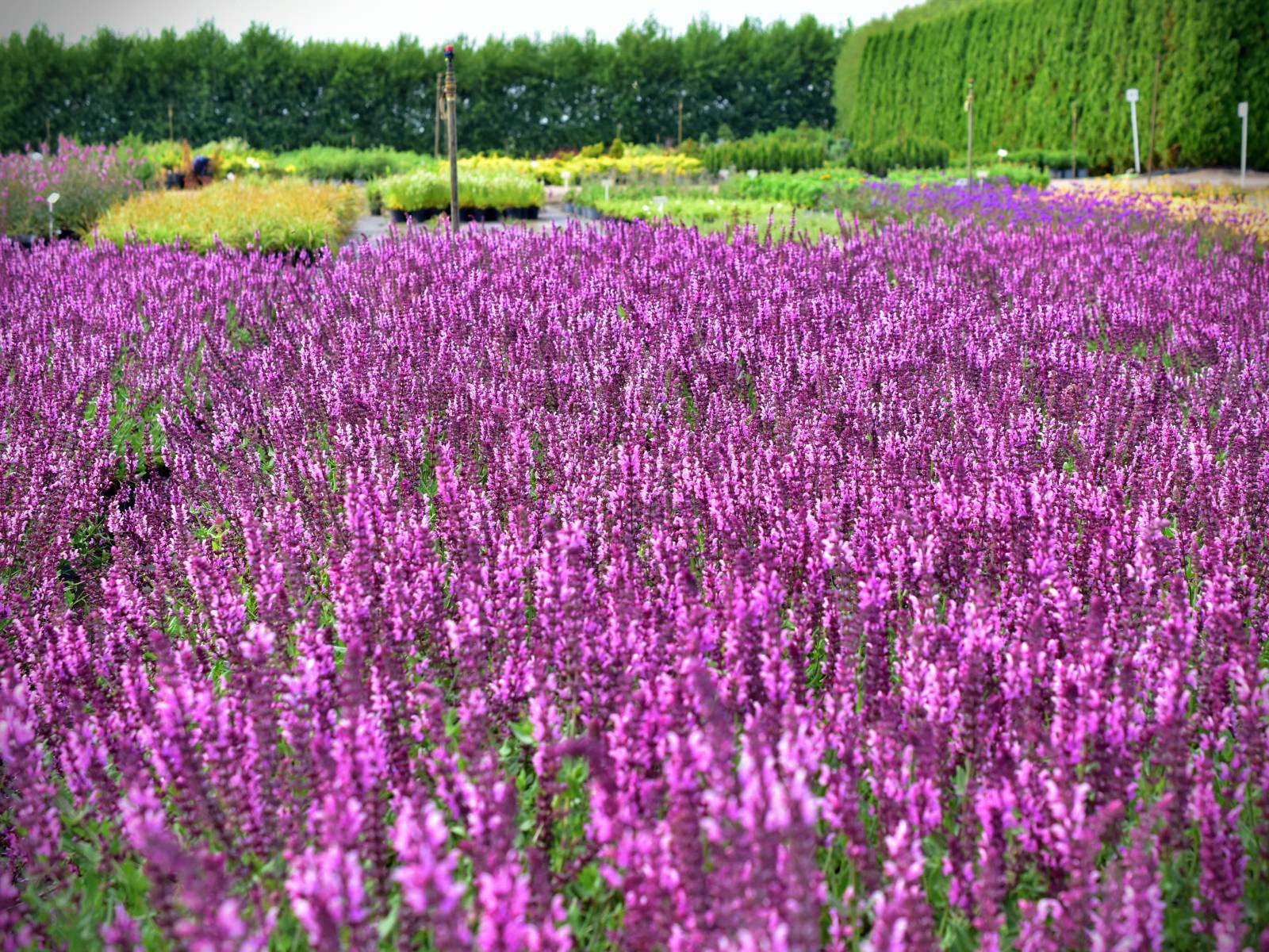Salvia nemorosa 'Rose Queen' - C2 - obrazek 2