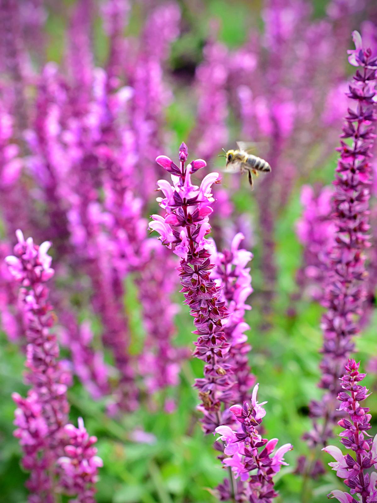Salvia nemorosa 'Rose Queen' - C2