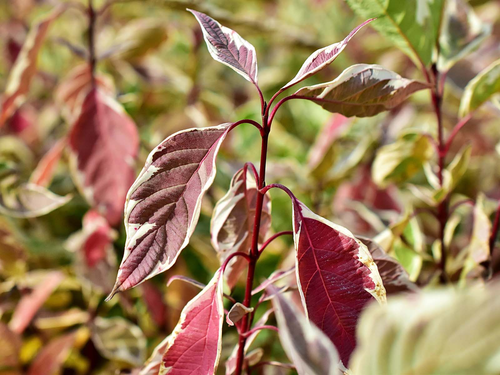 Cornus alba IVORY HALO 'Bailhalo'® PBR - C3, 40-60