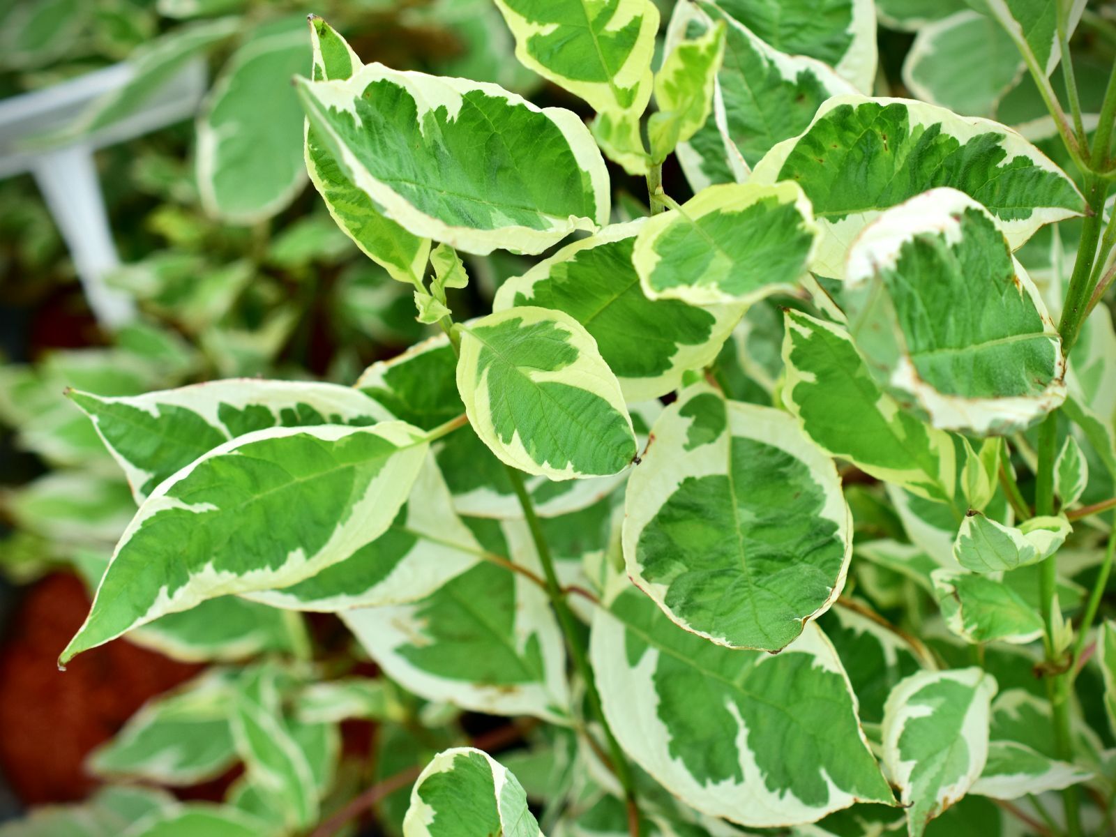 Cornus alba IVORY HALO 'Bailhalo'® PBR - C3, 40-60 - obrazek 3