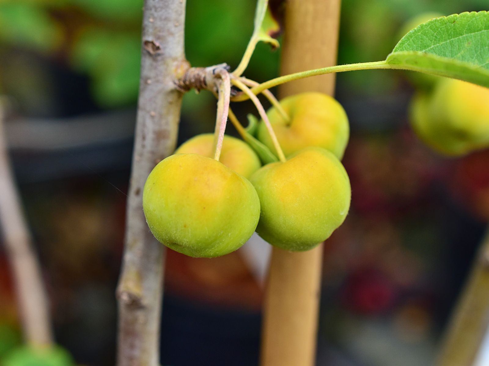Malus 'Wintergold' - C5, 100-120 - obrazek 4