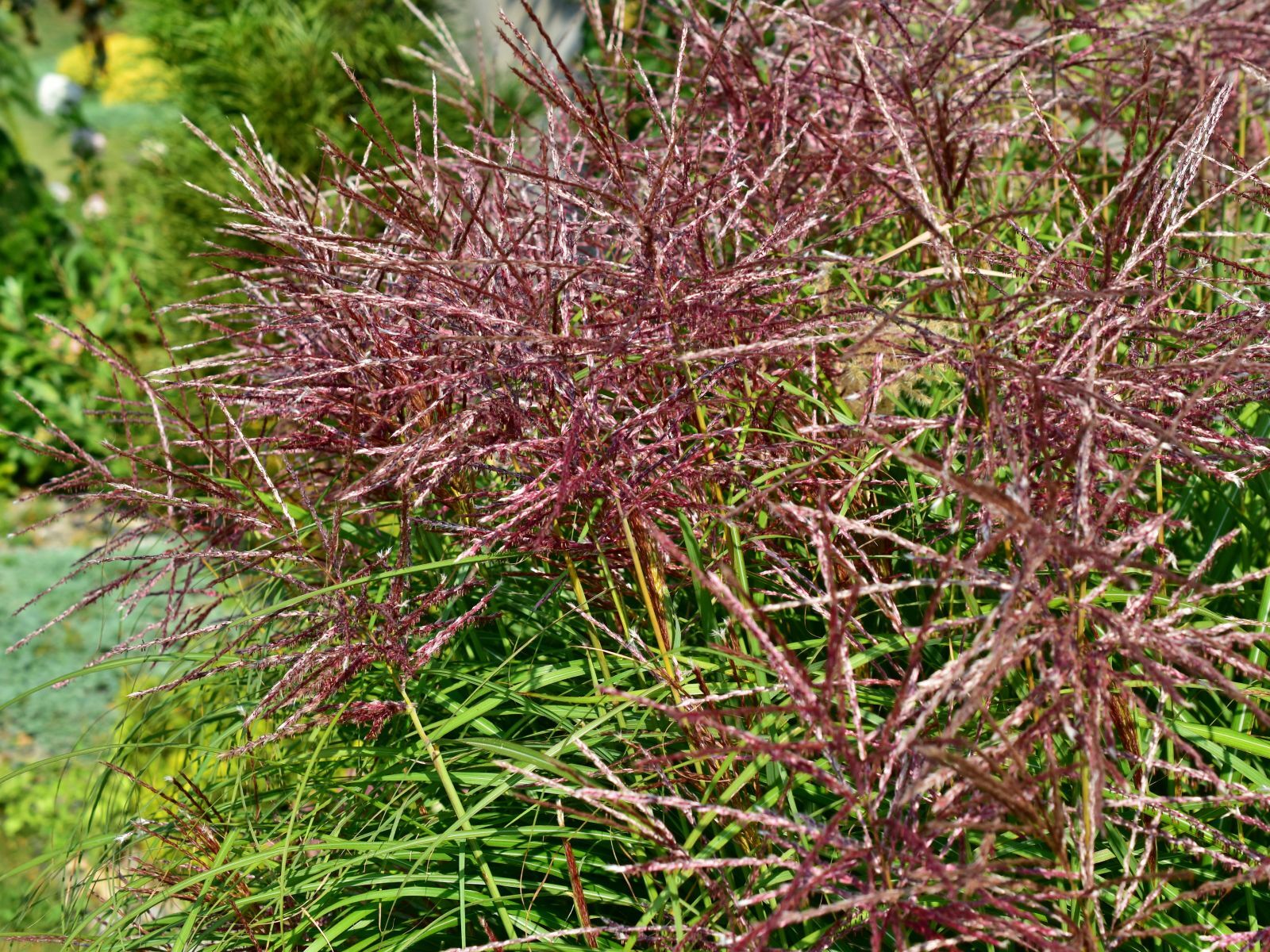 Miscanthus sinensis 'Red Chief' - C2