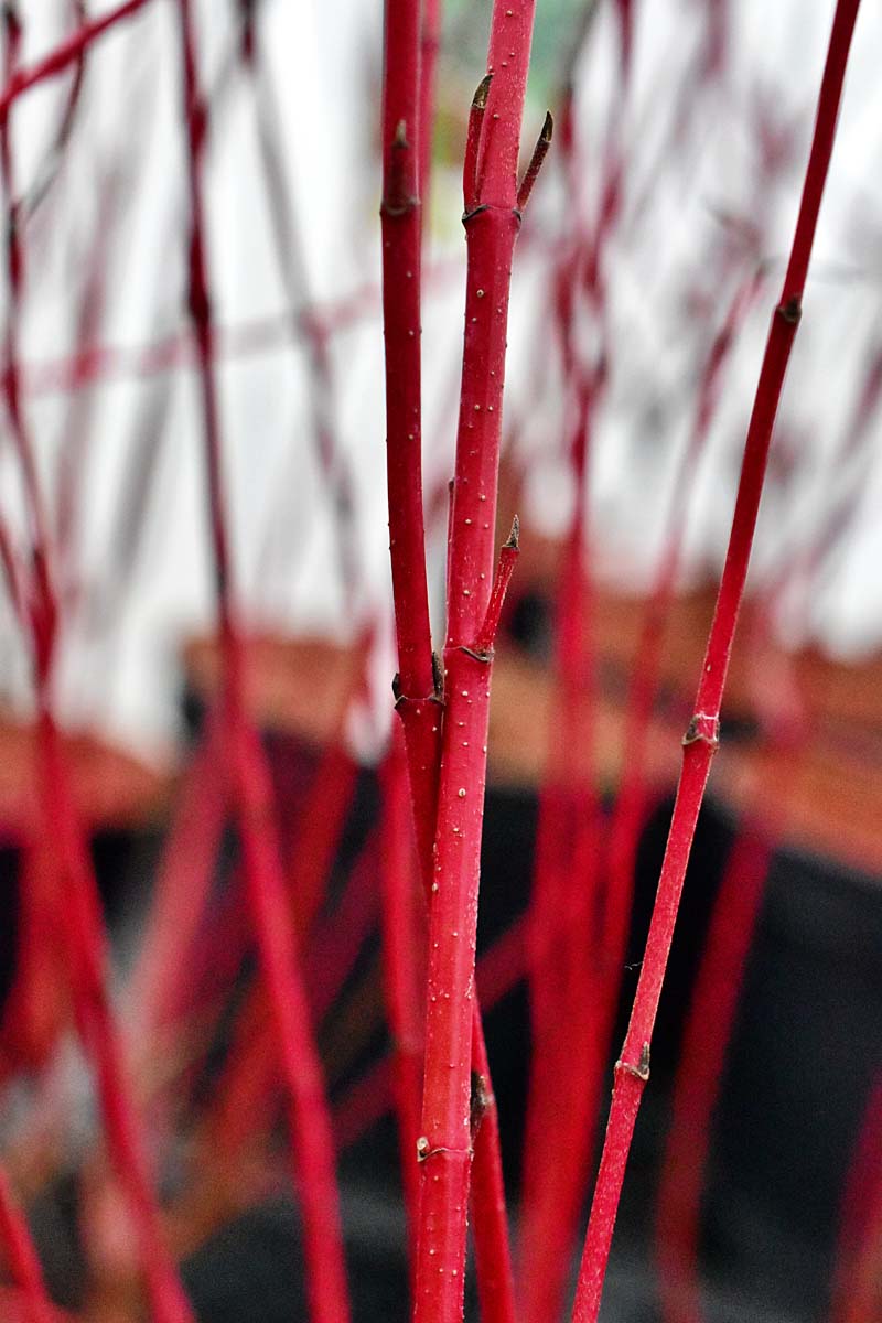 Cornus alba IVORY HALO 'Bailhalo'® PBR - C3, 40-60 - obrazek 2