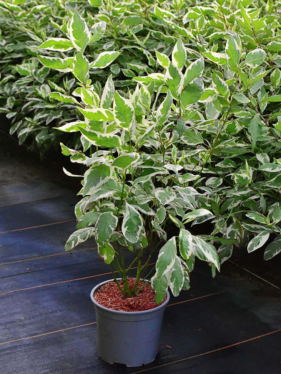Cornus alba IVORY HALO 'Bailhalo'® PBR - C3, 40-60 - obrazek 4