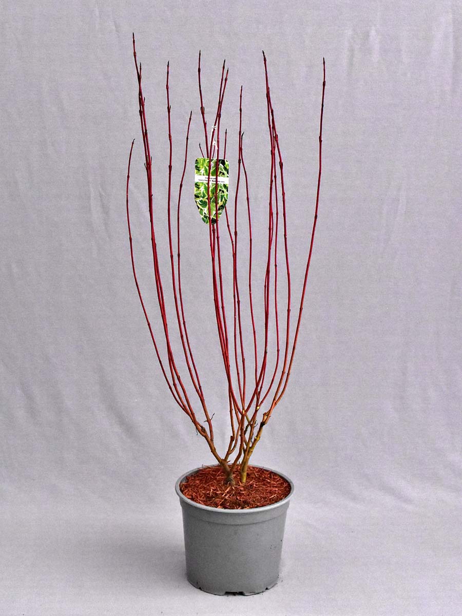 Cornus alba IVORY HALO 'Bailhalo'® PBR - C3, 40-60 - obrazek 5
