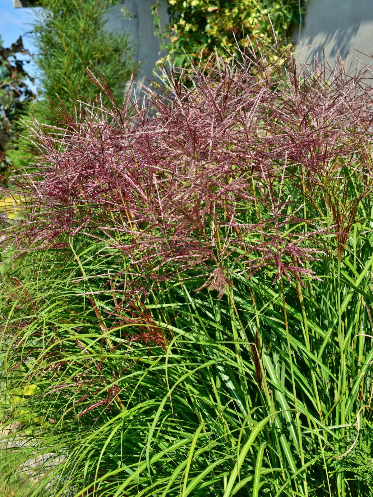 Miscanthus sinensis 'Red Chief' - C2 - obrazek 2