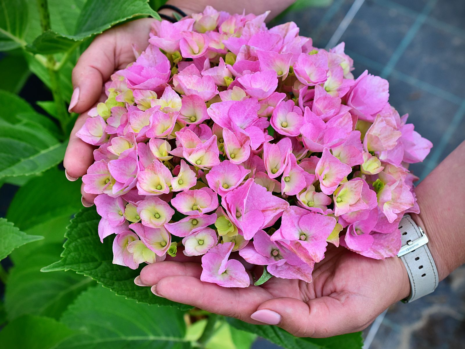 Hydrangea macrophylla BELLE SEDUCTION® 'Bodalan' - C5, 30-40 - obrazek 2