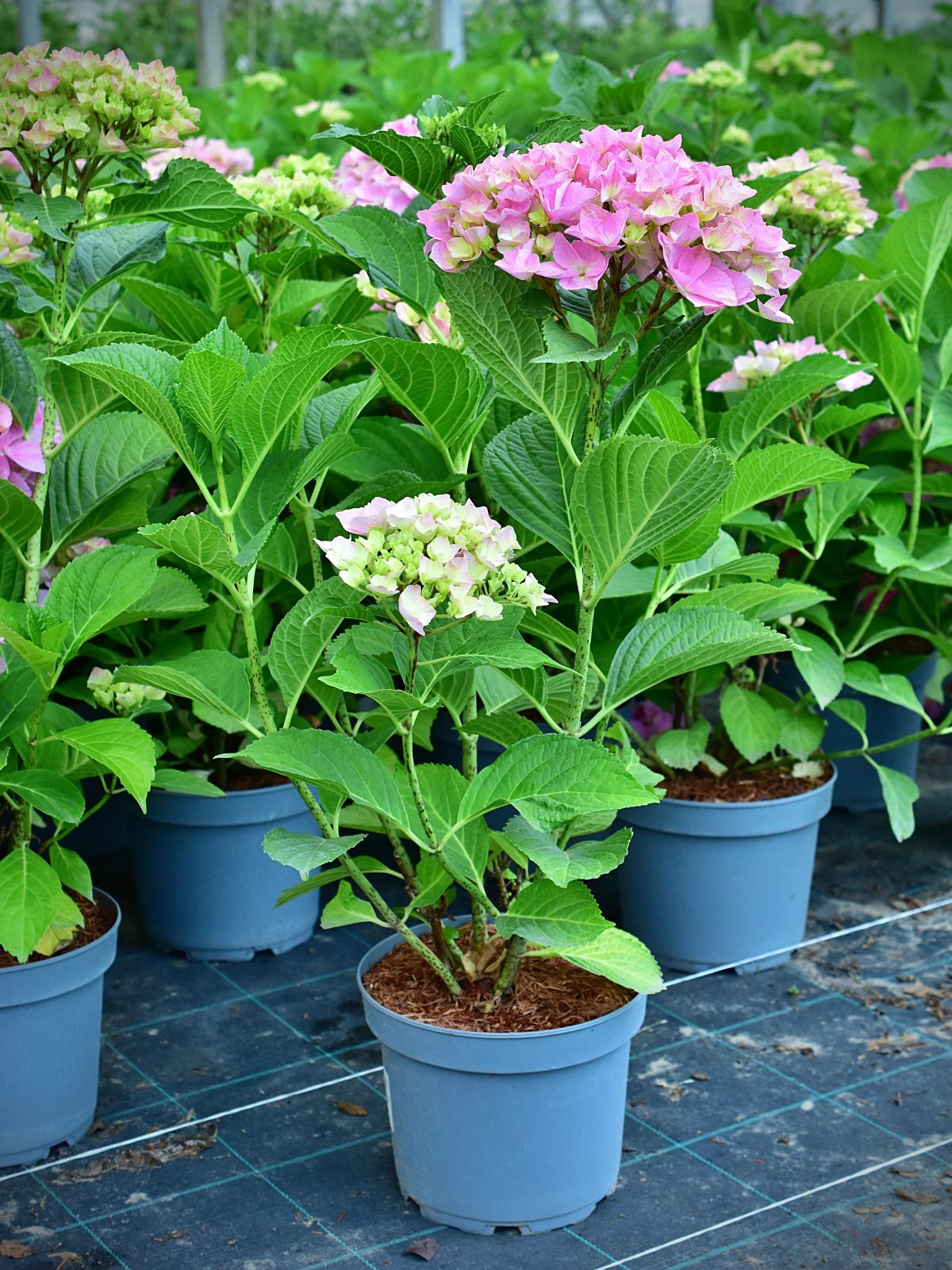 Hydrangea macrophylla BELLE SEDUCTION® 'Bodalan' - C5, 30-40 - obrazek 3