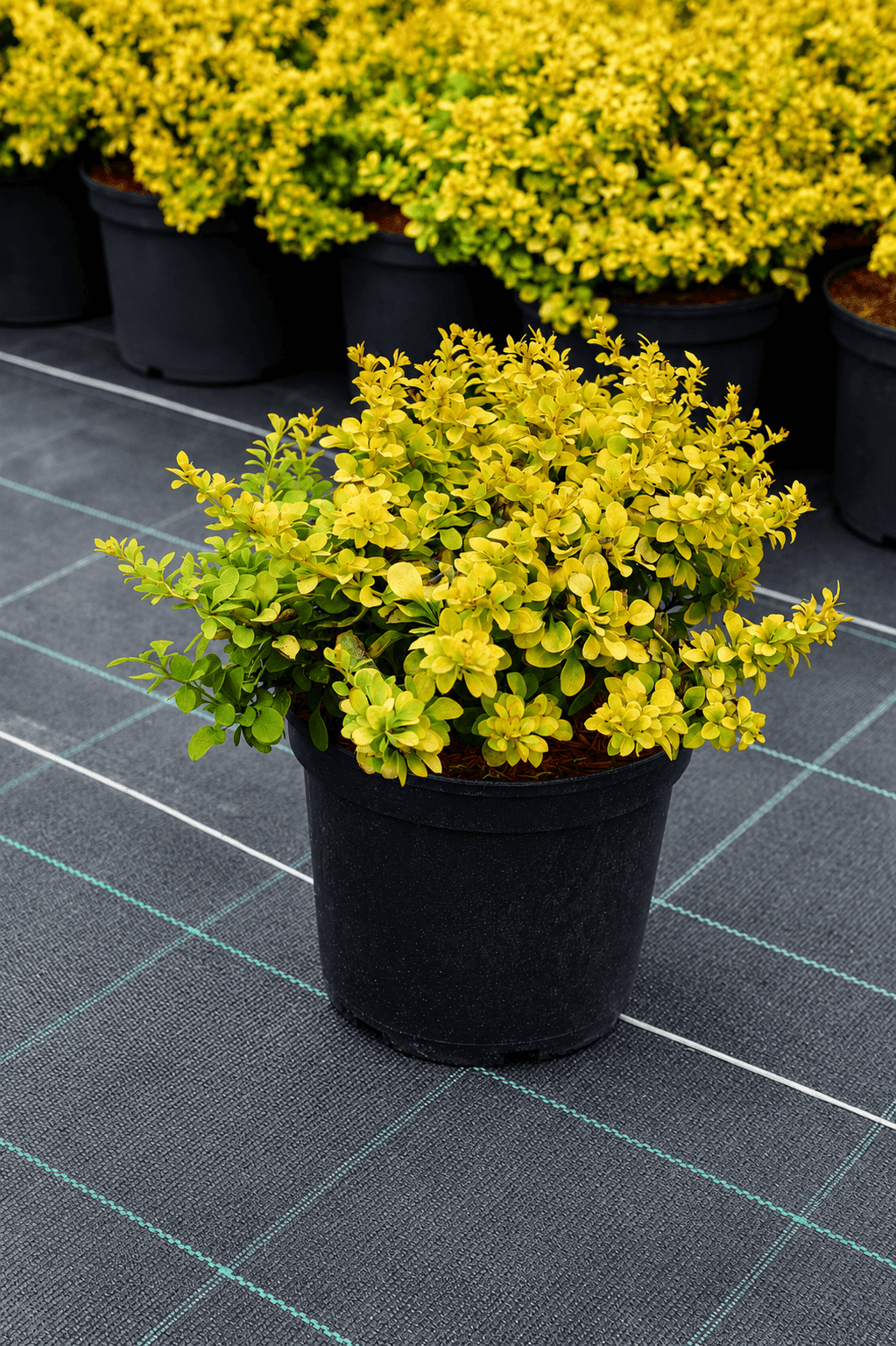 Berberis thunbergii 'Goldalita' - C2, 10-15